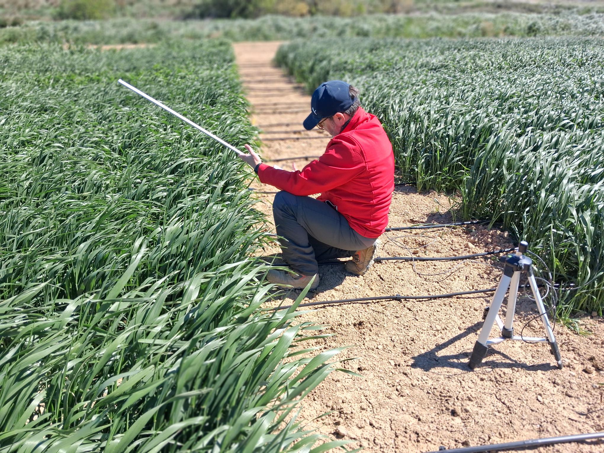 Investigador realizando mediciones en un ensayo de cereal en campo